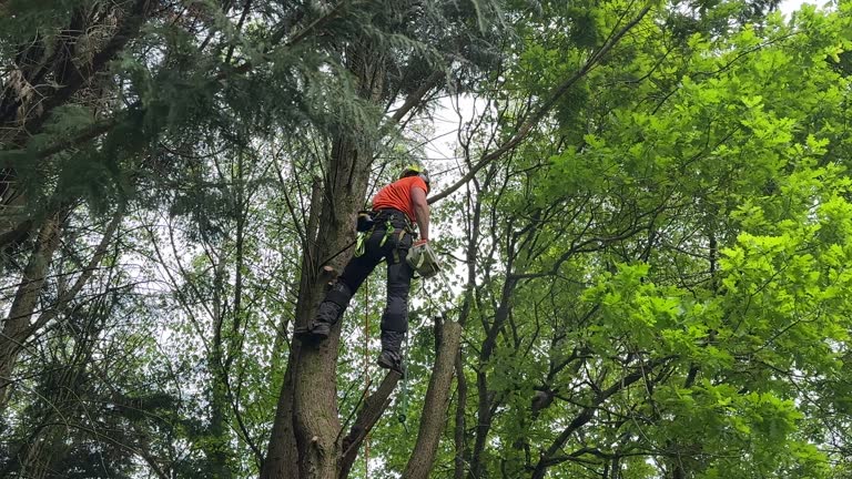 Best Hedge Trimming  in Lawrenceville, VA