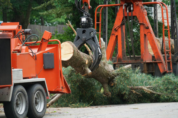 Best Lawn Maintenance Plans  in Lawrenceville, VA