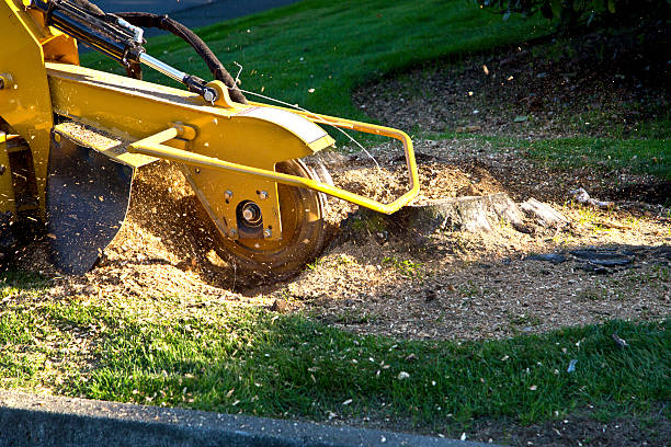 Best Lawn Drainage Solutions  in Lawrenceville, VA